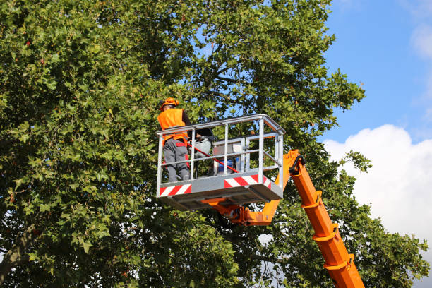 How Our Tree Care Process Works  in Indian Hills, NV